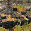 خارک و رطب برحی آبادان  خارک و رطب برحی آبادان