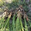 پاجوش نخل برحی ماده پاجوش نخل برحی ماده