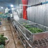 خط شستشوی سبزی خط شستشوی سبزی