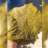 شوربرگ مو کیلویی شوربرگ مو کیلویی
