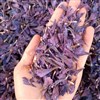 گیاه دارویی گل گاوزبان گیاه دارویی گل گاوزبان