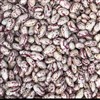 لوبیا چیتی ازبک