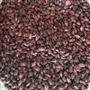 لوبیا چیتی صنعتی 