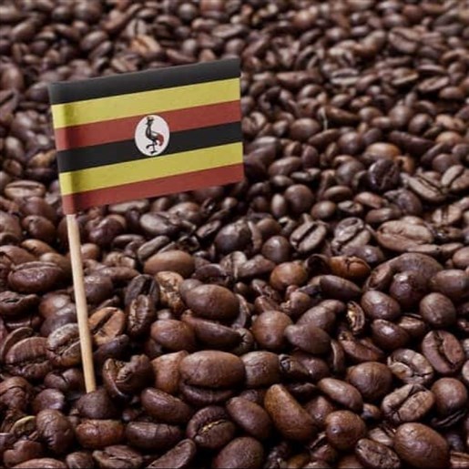 قهوه درجه یک کشور اوگاندا