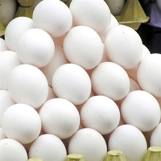 فروش مستقیم تخم مرغ از مرغدار 