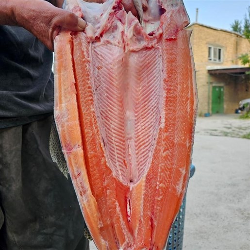 ماهی سالمون و قزل آلا صادراتی