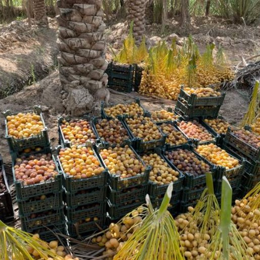 خارک و رطب برحی آبادان