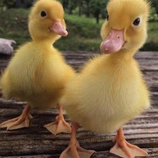 جوجه اردک نیمچه