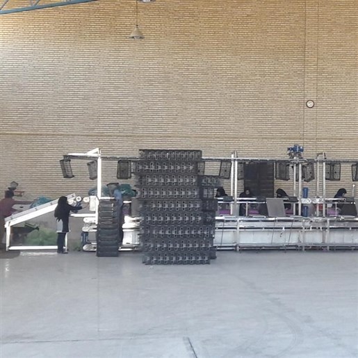 دستگاه سورتینگ خیار گلخانهیی