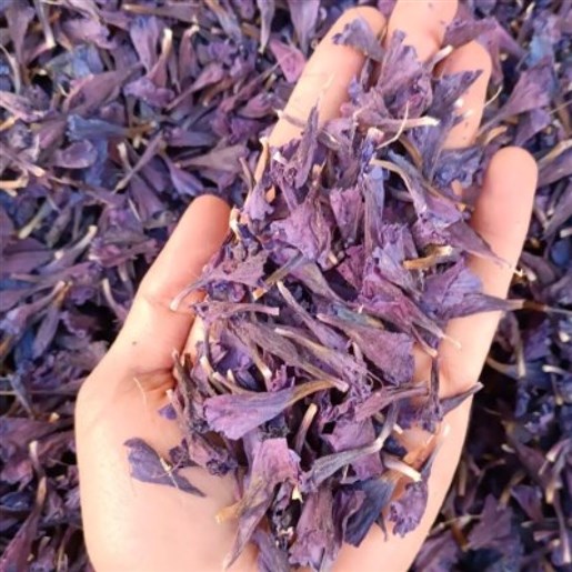 گیاه دارویی گل گاوزبان