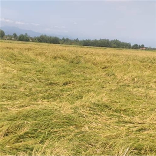 برنج خوش عطر هاشمی ولاشه