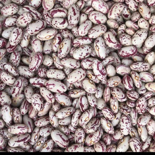 لوبیا چیتی ازبک