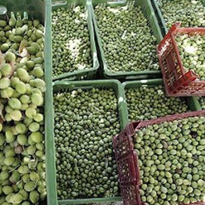 زیتون خام آماده فرآوری