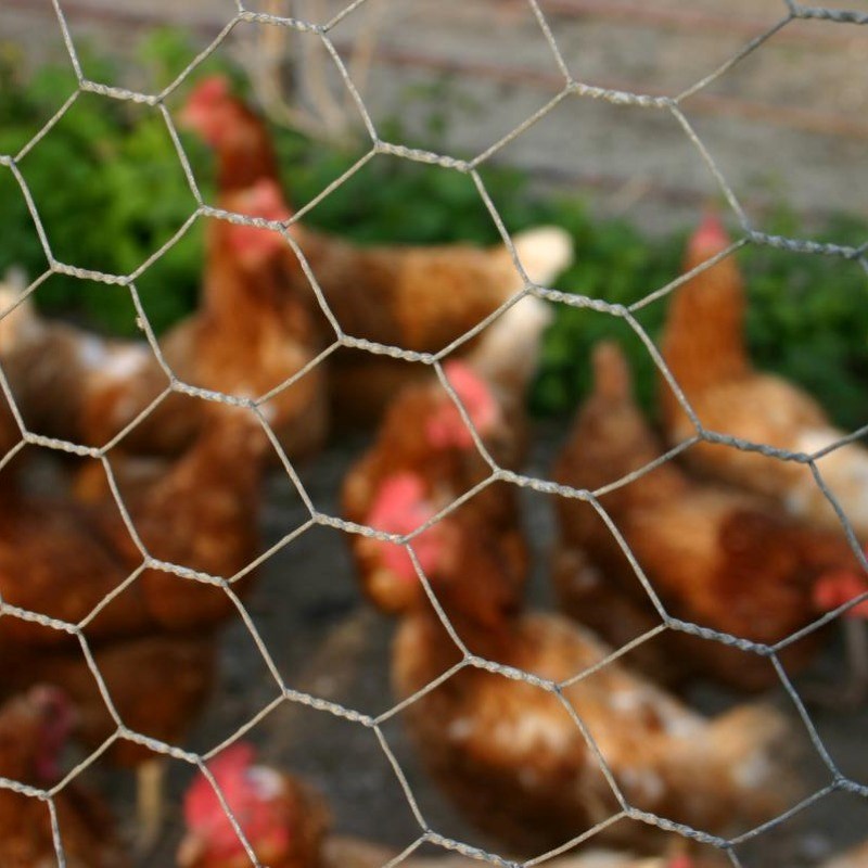 توری مرغی سبک و سنگین