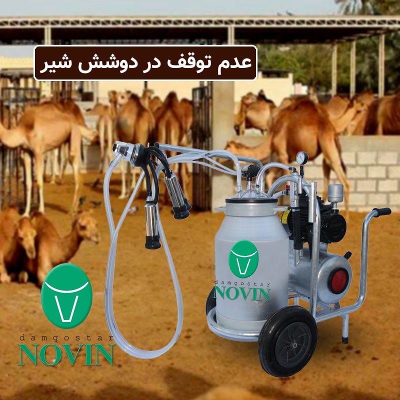 شتردوش شیردوش شتر