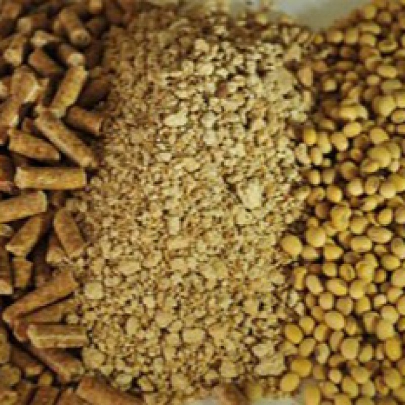 دانه سویا، کنجاله سویا، کنجد،تخم مرغ