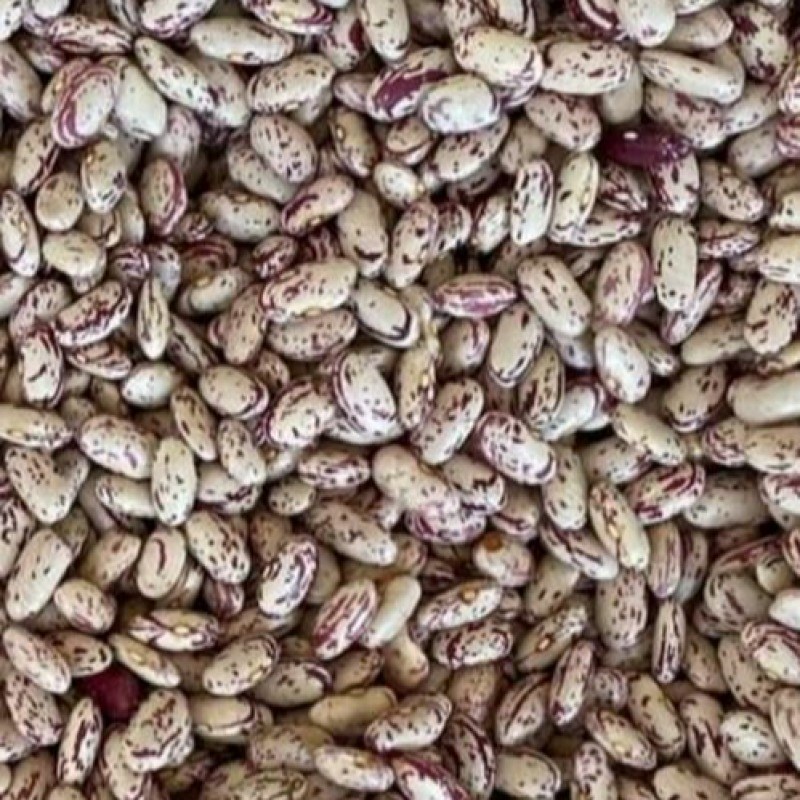 لوبیا چیتی ازبکستان سایز درشت درجه یک
