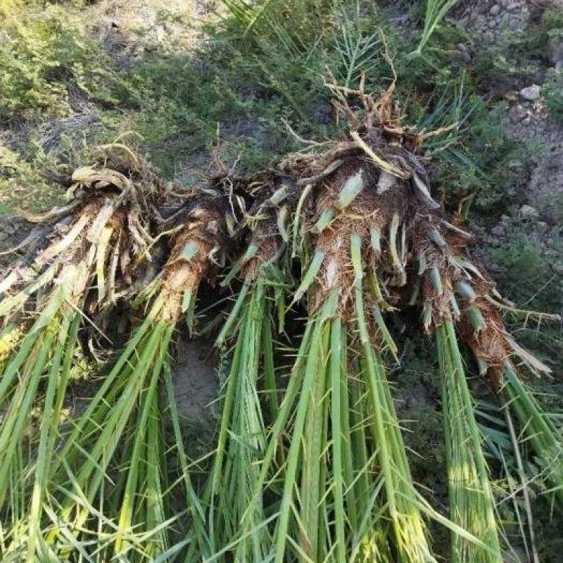پاجوش نخل برحی ماده