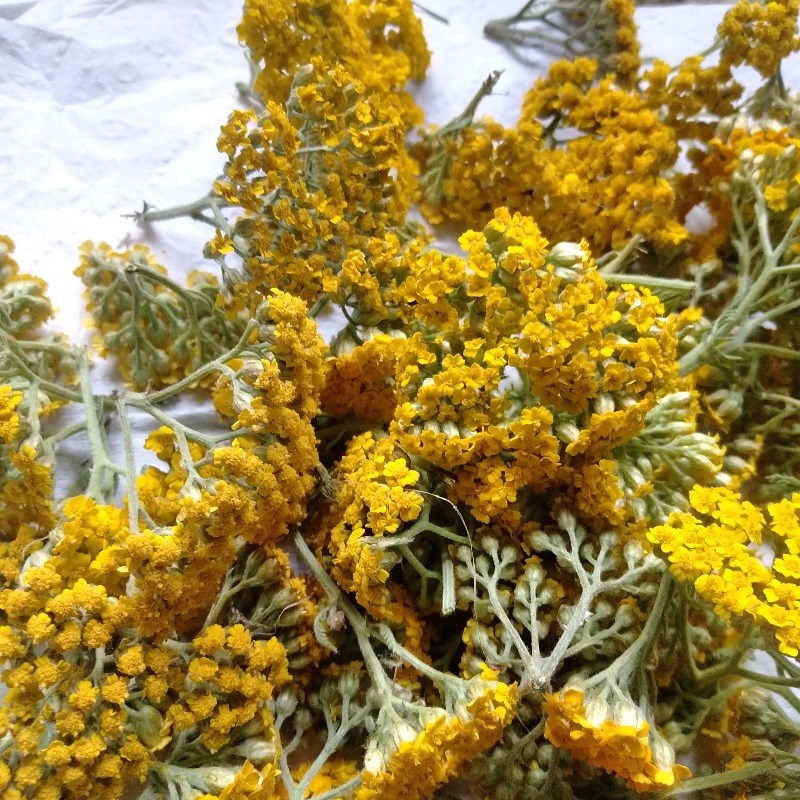 گیاهان دارویی