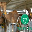 شتردوش شیردوش شتر