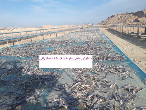 ماهی متور خشک شده در کارتن های 10 کیلوگرمی عرضه میشود.